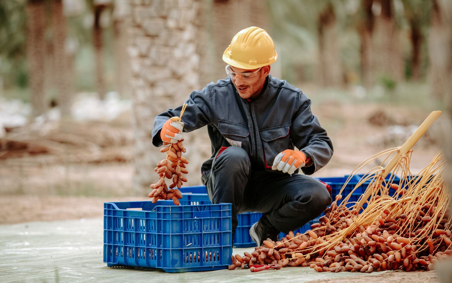 Date harvest in a palm grove near Biskra